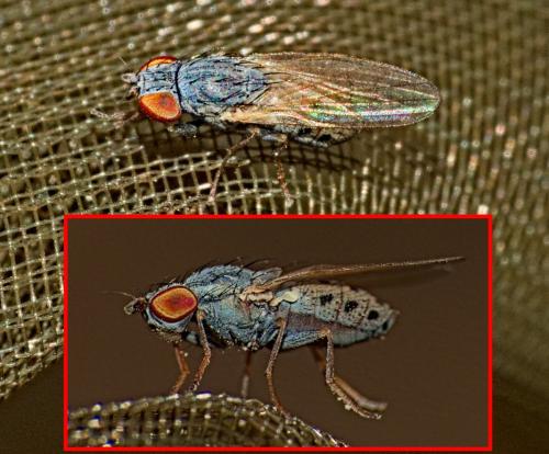Réf. 347 154 : Chamaemyia sp.